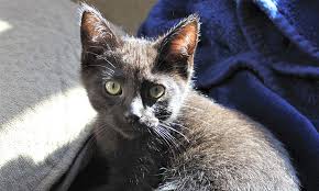 Check spelling or type a new query. These Minneapolis Based Kittens Are Up For Adoption And In Need Of A