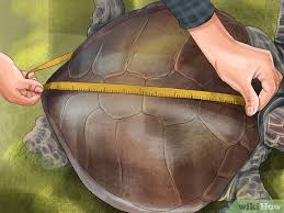 How To Tell A Turtles Age By Rings And Size Wikihow