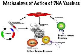 Proposed Mechanism Of Dna Vaccines Download Scientific Diagram With live attenuated vaccines and killed vaccines the manufacturing process can alter the secondary and.