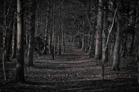 Unique Creepy Forest Background In 2020 Spooky Background Scary Backgrounds Dark Forest