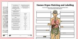 Enchantedlearning.com label the body diagram label the human body diagram using the word list below. Body Parts Worksheet Labelling Activity Teacher Made