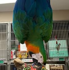 Compare your options and call now. The Avian And Exotic Animal Clinic Of Arizona Home Facebook
