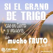 Si El Grano De Trigo Cae En Tierra Y Muere Da Mucho Fruto Jn 12 20 33 Evangelio De Hoy Frases Buenisimas Trigo