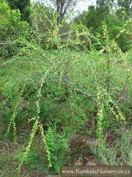 Image result for Coddia rudis