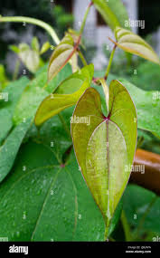 Image result for Polystachya adansoniae