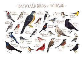 Birds Of Texas Field Guide Pin By Chelsea On Camping In 2020 With Images Animals Birds Camping