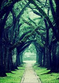 Oaks Alley Houston Texas Houston Photography Location Photography Nature