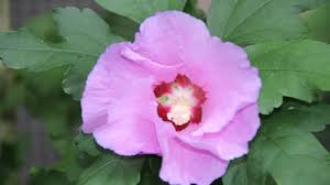 Bevor es ans schneiden des hibiskus geht, muss das passende material bereitstehen. Hibiskus Gartenhibiskus Schneiden Newwonder555 Youtube