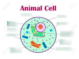 Its main function is to control what gets into and out of the cell. Cell Organelles Diagram Quizlet