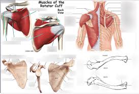 Enjoy the videos and music you love, upload original content, and share it all with friends, family, and the world. Shoulder Anatomy Protocol Diagram Quizlet
