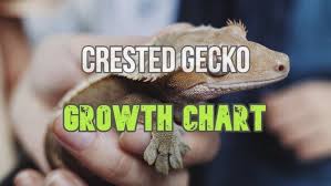 Extracts imagery and surrounding data from documents and classifies content into geologically relevant categories, making troves of documents intuitively searchable. Crested Gecko Growth Chart And Development Stages