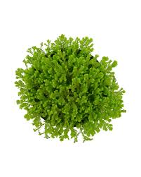 Image result for Selaginella kraussiana