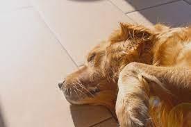 Firstly, be aware than burying your pet on your own property may be illegal in some areas. How Long Does It Take To Cremate A Dog Small Medium Large Dogs