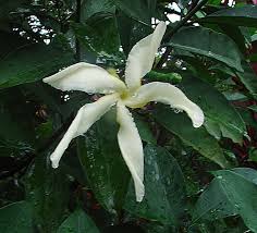 Image result for Tabernaemontana pachysiphon