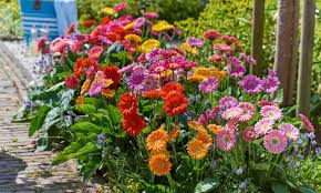 Die blütenpracht erscheint dann bei günstigen. 1x 2x Oder 4x Winterharte Gerbera Garvinea In Der Farbe Nach Wahl