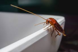Locating the company that provides the best pest control services can be difficult, as most of the big companies are not in every state, and also if you have rodents, roaches and other pests living in your home or property, you will need to work with the. How To Prevent Cockroaches From Invading Your Apartment Ohmyapartment Apartmentratings