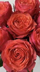 Dhgate.com provide a large selection of promotional artificial black flowers on sale at cheap price and excellent crafts. Wholesale Roses Wholesale Roses Costco Flowers Wholesale Flowers