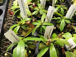 Image result for Hermannia burkei