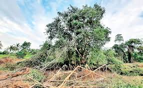 Image result for Crudia