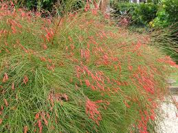 Check spelling or type a new query. 10 Hardy Plants For Your North Florida Home Curb Appeal Pepine Realty