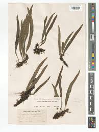 Image result for Lepisorus excavatus