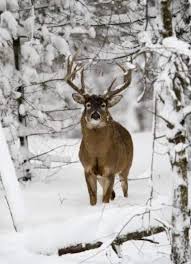 Pin By Bruce Maatta On White Tail Deer Big Deer Whitetail Deer Pictures Whitetail Deer