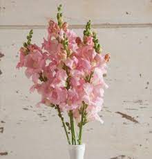 Pin On Flower Garden