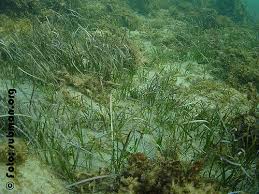 Image result for Cymodoceaceae