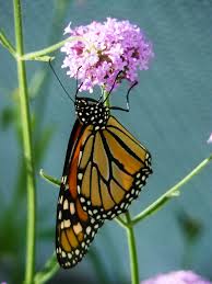 The Monarch Butterfly Danaus Plexippus Is A Milkweed Butterfly Subfamily Danainae In The Family Nymphalidae Monarch Butterfly Animal Species Milkweed