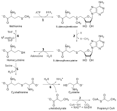 Methionine Wikipedia