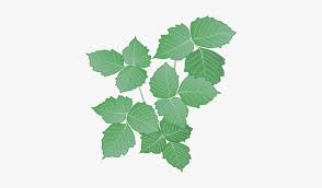 Relax, watch the video and follow the steps and we will impart to you all the strokes well.draw a stem in a vine form for the basic step of the tutorial. 28 Collection Of Poison Ivy Plant Drawing Poison Ivy Plant Drawing Free Transparent Png Download Pngkey