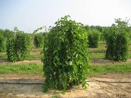 Image result for mulberry tree canada
