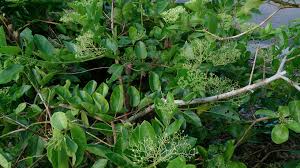 Image result for Premna serratifolia
