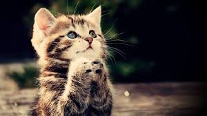 Il Est Mignion Kitten Wallpaper Kittens Cutest Cats