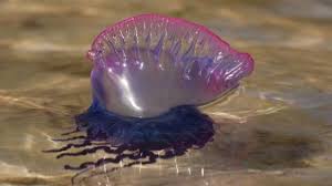 Weird Giant Sunfish Reveals Secrets Ocean Creatures Sea Creatures Ocean Animals