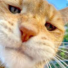 Marley Sherman Katz On Instagram Yo It Satur Yay Selfie Time Heynow Caturday Saturday Catselfie Cat Cat Binatang Lucu Binatang Kucing