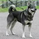 Breed Standards : Swedish Elkhound | United Kennel Club (UKC)