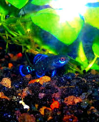 These are the 15 best algae eaters some fish species, as well as invertebrates such as shrimp and snails, thrive on eating the algae as with all fish that you will add to your aquarium, make sure to research the species to be. What Freshwater Fish Critters Hunt And Eat Aquarium Snails Aquanswers