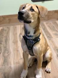 Mar 15, 2018 · address correspondence to nathan falk, md, florida hospital family medicine residency, 133 benmore dr., ste. Companion Care Pet Hospital 2069 Aloma Ave Winter Park Fl Veterinarians Mapquest