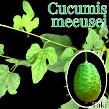 Image result for Cucumis meeusei