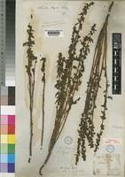 Image result for Alectra vogelii