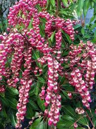 Image result for Pieris
