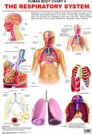 Buy The Respiratory System Book Online At Low Prices In