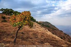 Image result for Hypericum revolutum