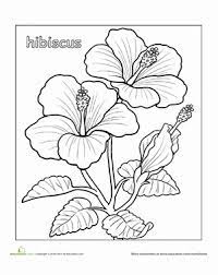 Hibiscus Worksheet Education Com Coloring Pages Flower Coloring Pages Colouring Pages