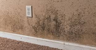 Severlal forms of mold are known to grow in a damp wet basement. Basement Mold Removal 101 Leaffilter