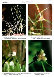 Image result for Lipocarpha chinensis