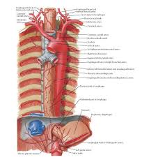 Arteries Of Esophagus Anatomy Esophageal Branch Of Inferior Thyroid Artery Common Carotid Artery Subclavian Artery Anatomy Arteries Arteries Anatomy