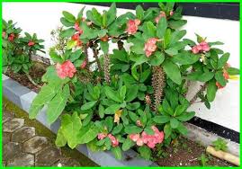 Fungsi bunga euphorbia ini digunakan sebagai tanaman hias di sekitar pekarangan kita kadang juga di taruh di dalam pot yang di letakkan di depan rumah. Cara Merawat Euphorbia Milii Supaya Daun Tidak Rontok Hewata Com