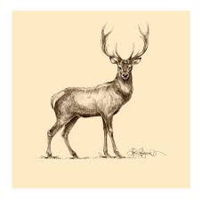 Deer Drawing Hayvan Eskizleri Hayvan Cizimi Cizimler